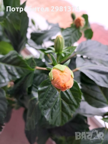 Китайска роза