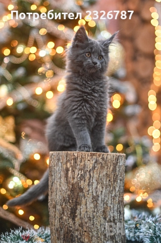 Продавам коте мейн-кун, снимка 6 - Мейн кун - 52864422