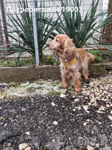 Английски кокер шпаньол 