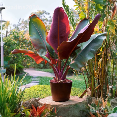 Муса Ever Red – Декоративен Червен Банан