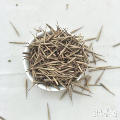 100 броя бамбукови семена от декоративен бамбук Moso Bamboo зелен МОСО БАМБО за декорация и украса b, снимка 3 - Сортови семена и луковици - 37711514