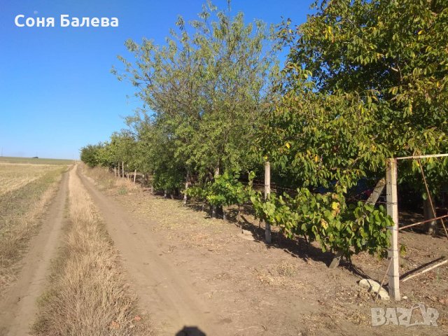 Орехова градина - 20 дка, снимка 8 - Земеделска земя - 26262761