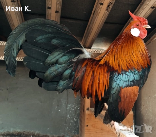 Продавам златен Розкомб.