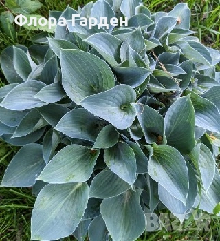 ХОСТА, АСТИЛБЕ - Коренища/ ПРЕДВАРИТЕЛНИ ПОРЪЧКИ, снимка 2 - Градински цветя и растения - 49488937