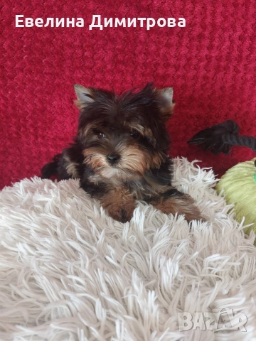 Йоркширски териер black&tan