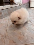 Померан, снимка 2