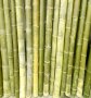 Семена от гигантски бамбук Moso Bambo градински сертифицирани декоративни растения за дома и двора б, снимка 12