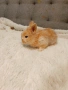 Декоративни зайчета, ангора, снимка 6