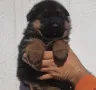 Мъжки Немски Овчарки, снимка 3