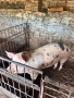 Продавам домашно отгледани  прасета, снимка 5