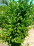 Зелен лигуструм   ,подрязван  гол корен- 070 см последни бройки ., снимка 8