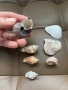 Морски раковини, снимка 4