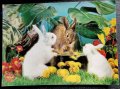 Стара стерео ретро картичка - Зайчета в гората, снимка 1 - Филателия - 39288487