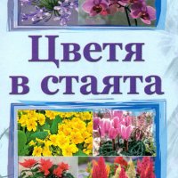 Цветя в стаята, снимка 1 - Други - 37500272