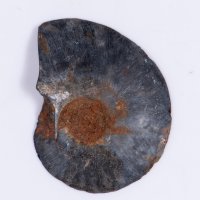 Черен амонит срязан 4.33g 34mm, снимка 2 - Други ценни предмети - 37987673