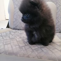Черно бебе Померан, снимка 2 - Померан - 43142984
