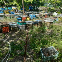 Ранни пчелни отводки 2024 г., снимка 1 - Други - 36401283