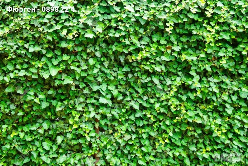 Бръшлян - Хедера обикновен (Hedera), снимка 1