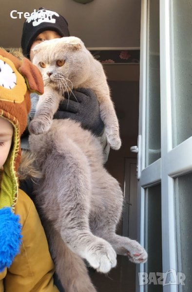 Шотландски Клепоух Породист Мъжки Котарак за разплод на 2 години, снимка 1