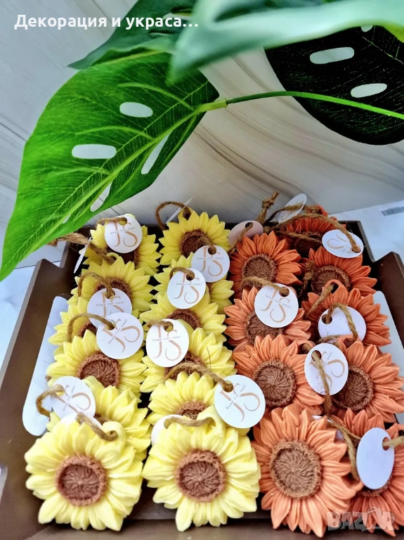 Сапунчета слънчоглед, снимка 1