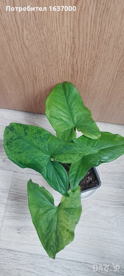 Сингониум Мохито , снимка 1