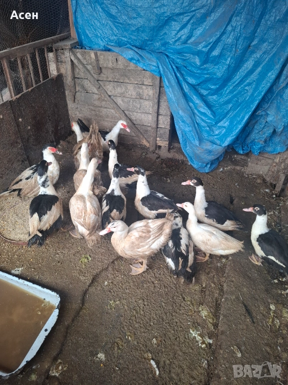 Неми патици-юрдечки, снимка 1