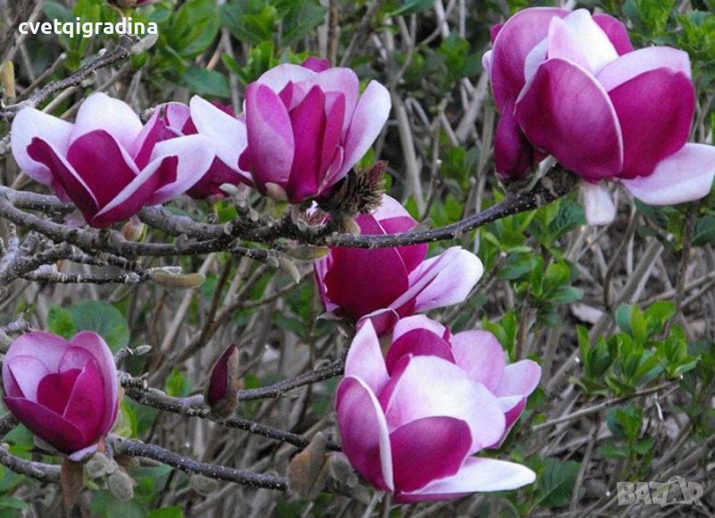 Magnolia Cameo(Магнолоя Камео), снимка 1