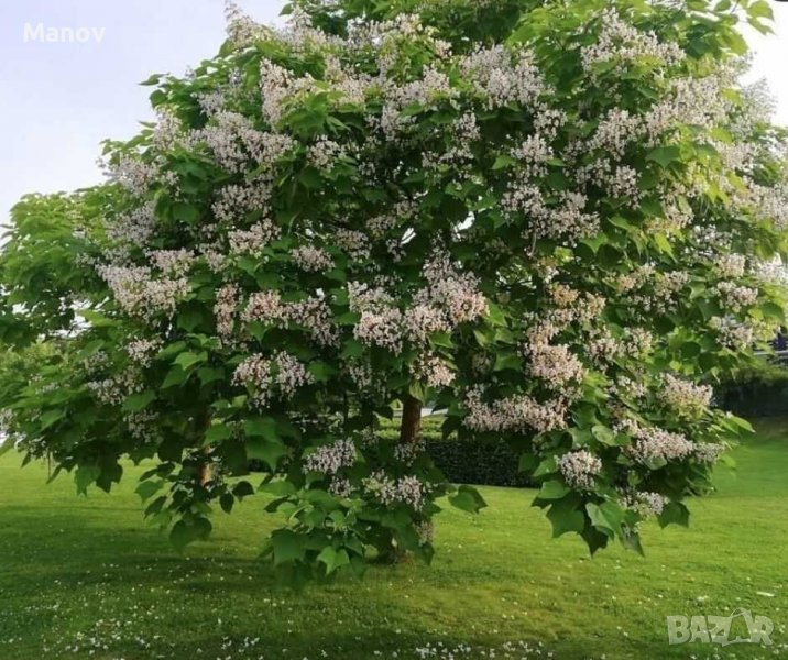 Каталпа, снимка 1