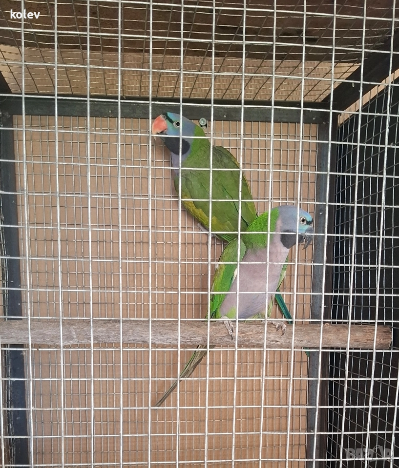 Папагали Китайски Александър/ двойка, снимка 1