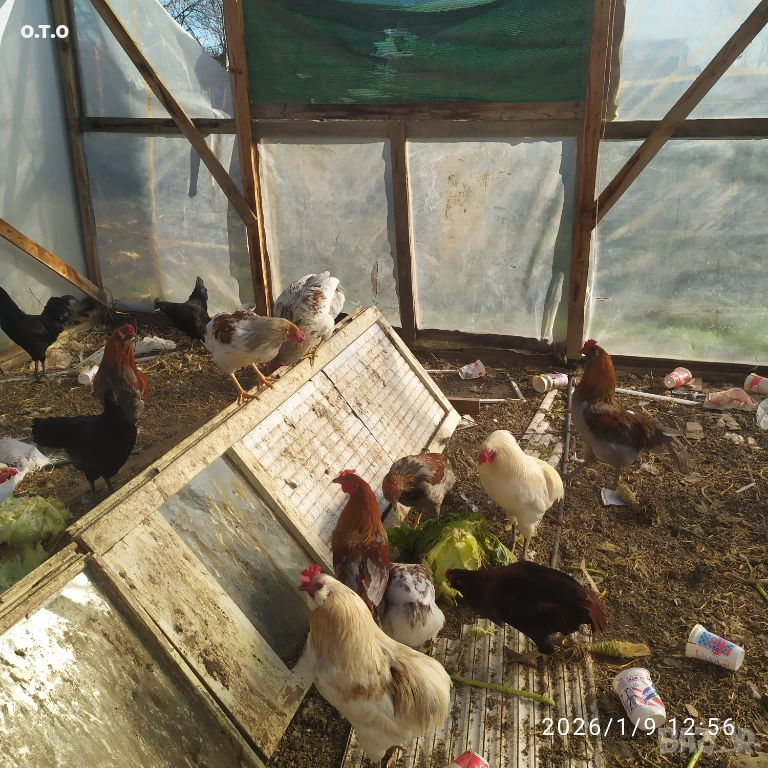 Петли за клане 2.5-3 кг, снимка 1