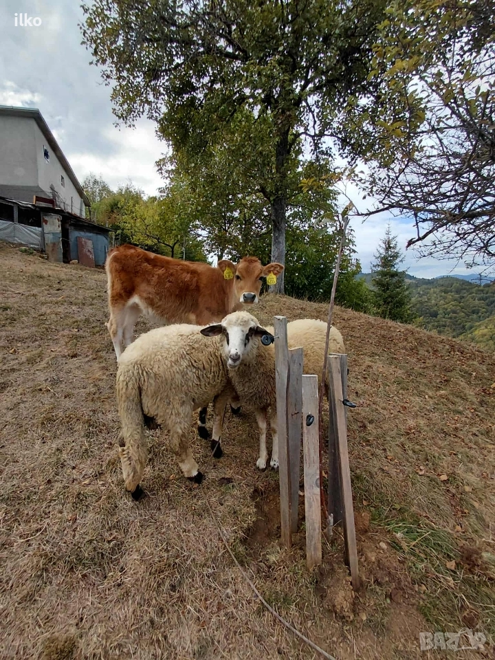продавам животни, снимка 1