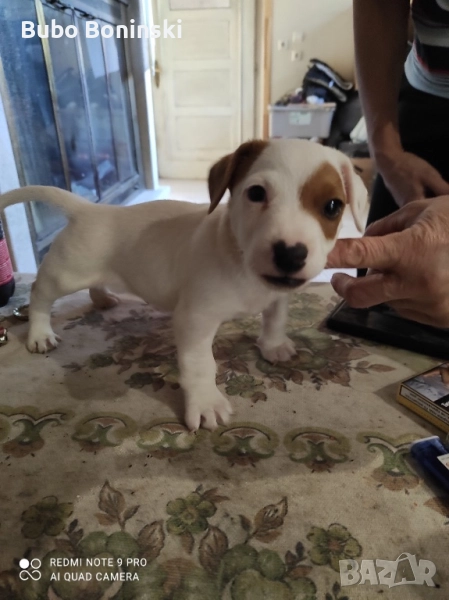 Джак ръсел бебета, снимка 1