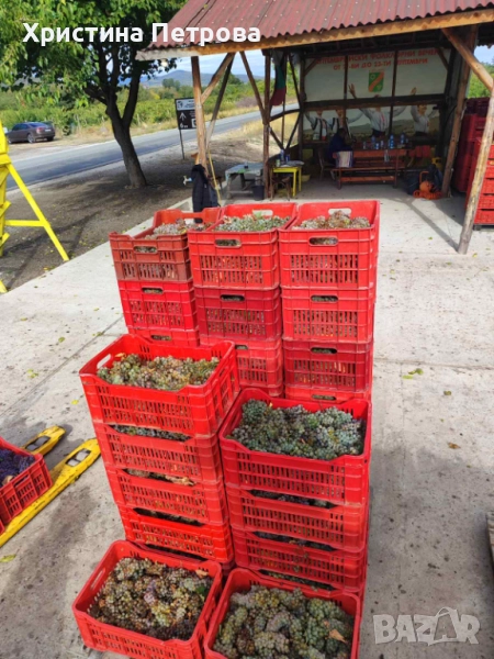 Грозде от производител, снимка 1