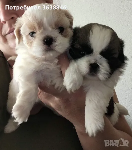 Ши тцу, снимка 1