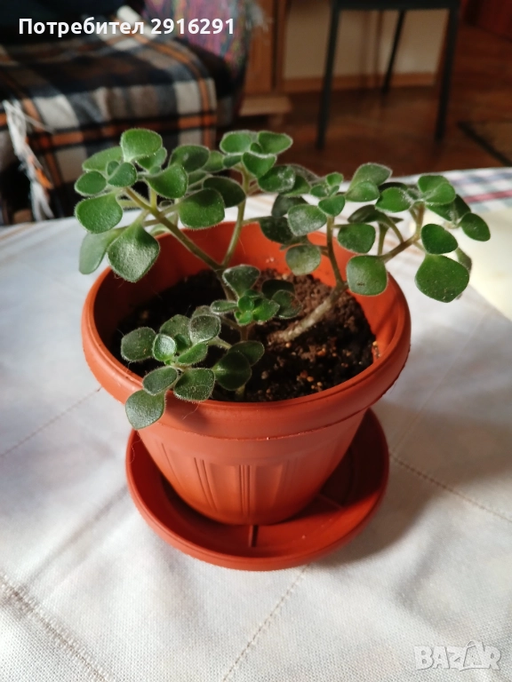 Цвете за дома, нарича се цвете на парите.ите, снимка 1