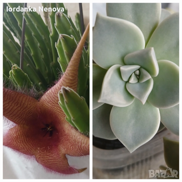 Суколентни , снимка 1