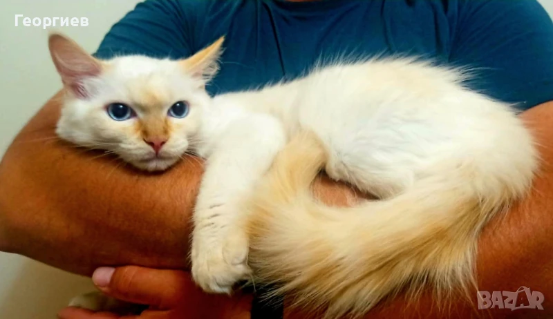 СПЕШНО ТЪРСИ ДОМ Регдол за осиновяване , снимка 1