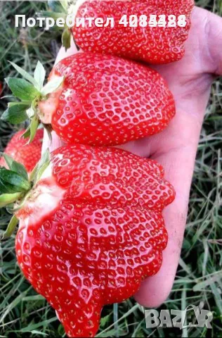 Prodavam koreni celogodishni qgodi 2 sorta Monterei i Flamenko, снимка 1