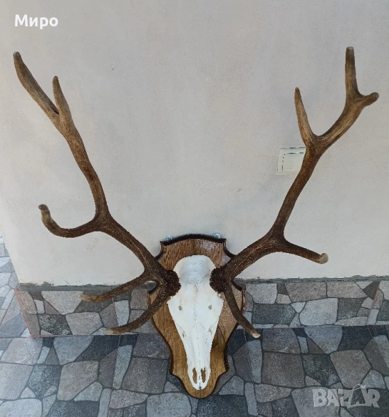 Трофей от благороден елен.Рога, снимка 1