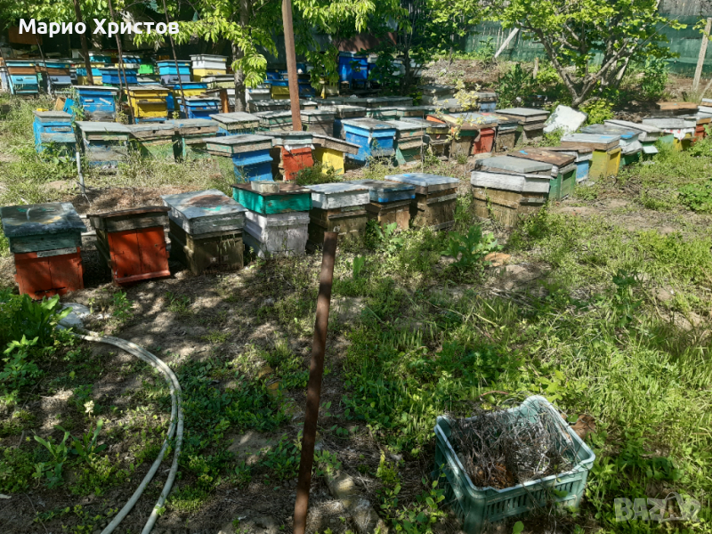 Ранни пчелни отводки 2024 г., снимка 1