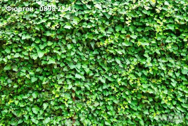 Бръшлян - Хедера обикновен (Hedera)