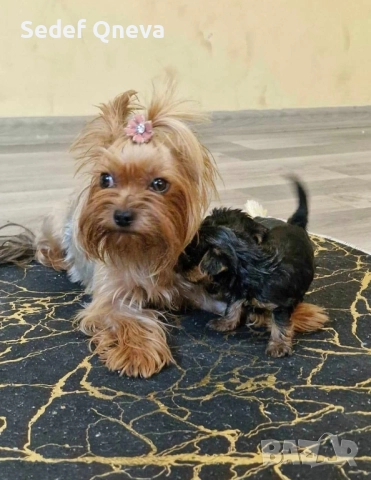 мини йоркширски териер