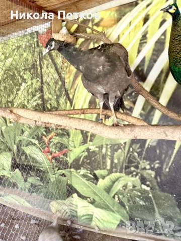  Пауни опал, снимка 3 - други­ - 52296243