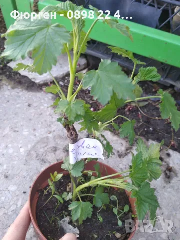 Касис- Френско грозде, снимка 12 - Градински цветя и растения - 27293149