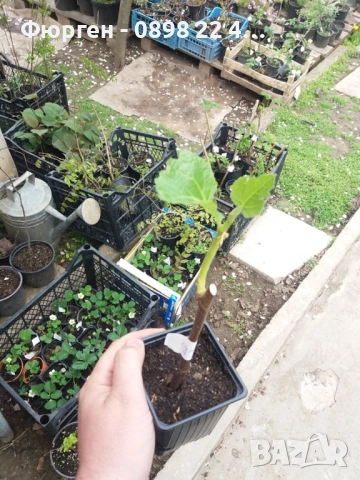 Смокиня Мичуринска-10, снимка 2 - Разсади - 51595945