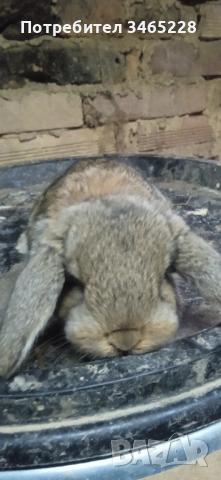 Кочовати зайци, снимка 3 - Други животни - 53248125