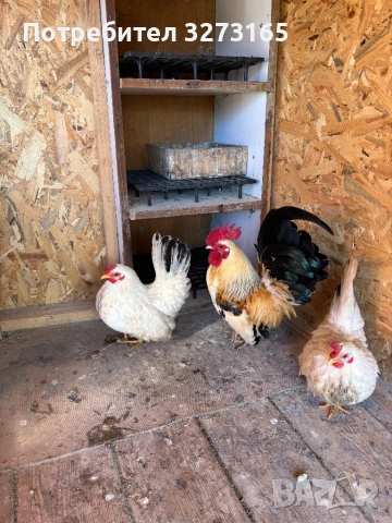  Кокошки Шабо , снимка 2 - Кокошки и пуйки - 52788552