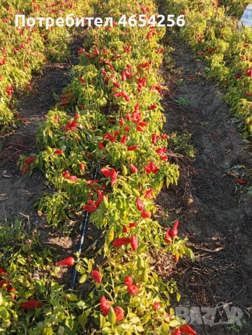 Сладък червен пипер , снимка 4 - Домашни продукти - 52451621