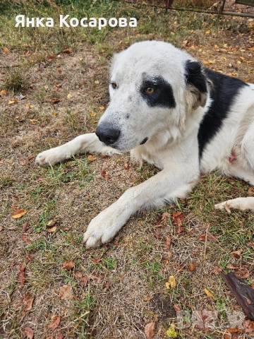 Младо куче търси своя дом!, снимка 11 - Други - 52008103