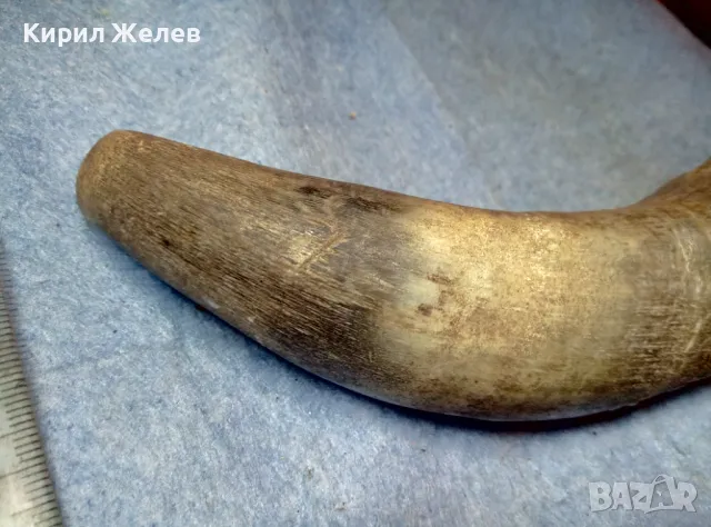 Стар БИВОЛСКИ ГОВЕЖДИ РОГ За КОЛЕКЦИЯ ТЕМАТИЧНА ДЕКОРАЦИЯ 47837, снимка 9 - Други ценни предмети - 47971760